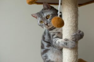 اسباببازی پت، انواع اسباببازی برای سگها و گربهها، interactive toys for pets