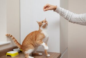 گربه cat behavior biting scratching عکس رفتارشناسی گربه در هنگام گاز گرفتن