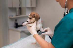 سگ dog vaccination schedule برنامه واکسیناسیون سگ تولگی تا بزرگسالی