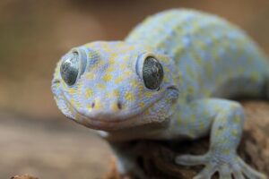 مار در خانه، Home Reptiles Care for pets"