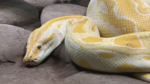 مار در خانه، Home Reptiles Care for pets"