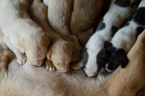 توله - Puppy Care: آموزش و مراقبت از توله در هفتههای اول زندگی