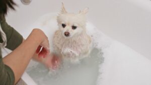 حمام pet bathing at home حیوانات خانگی در حال شستوشو با شامپو