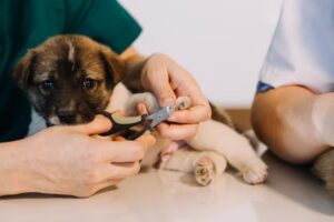 ناخن حیوان خانگی, Safe Nail Trimming for Dogs and Cats