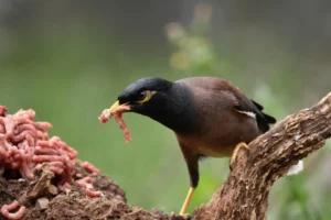مرغ مینا