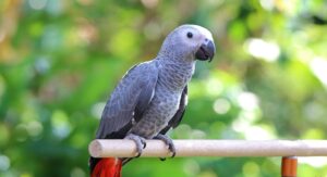 کاسکو