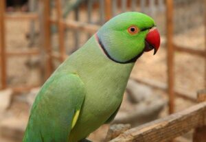 طوطی ملنگو