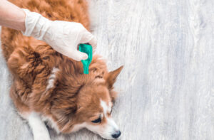 سگ - Flea and Tick Treatments for Dogs