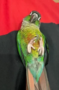 گرینچیک