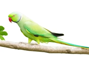 طوطی ملنگو